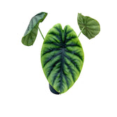 Alocasia clypeolata 'Green shield' potted houseplant in nursery pot on white background, product photo 10.