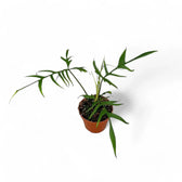 Philodendron polypodioides potted houseplant in nursery pot on white background, product photo 6.
