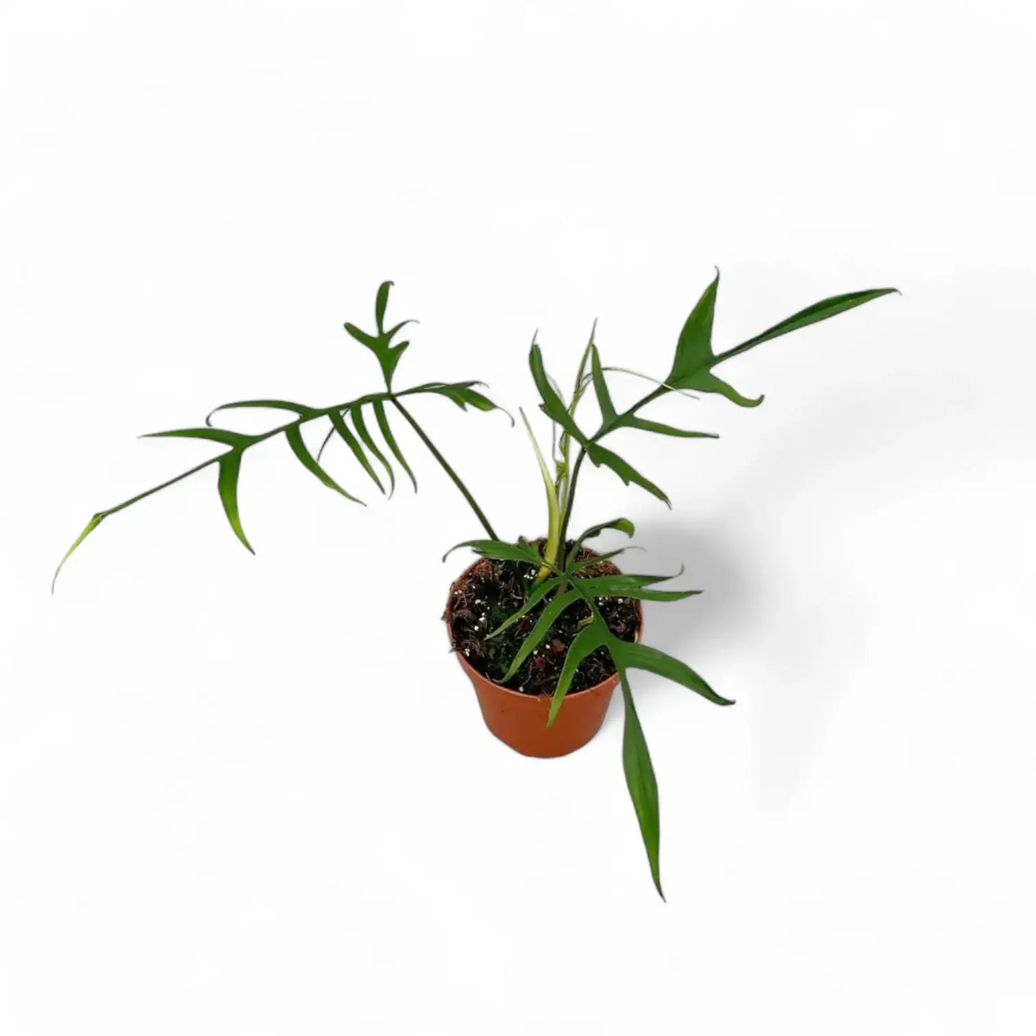 Philodendron polypodioides potted houseplant in nursery pot on white background, product photo 6.