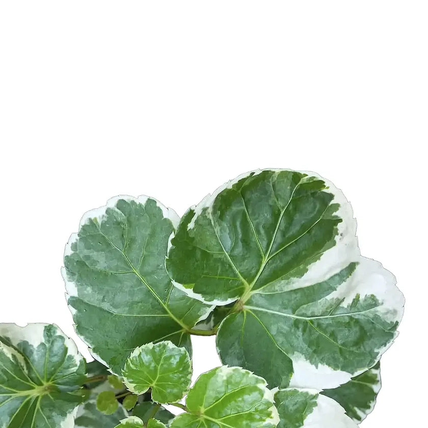 Polyscias scutellaria 'Butterfly' leaf close-up on white background.