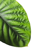 Alocasia clypeolata 'Green shield' leaf close-up on white background.