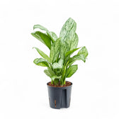 Aglaonema 'Maria Christina' – Topfpflanze im Kulturtopf vor weißem Hintergrund, Produktfoto 3.