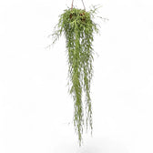Hoya linearis potted houseplant in nursery pot on white background, product photo 8.