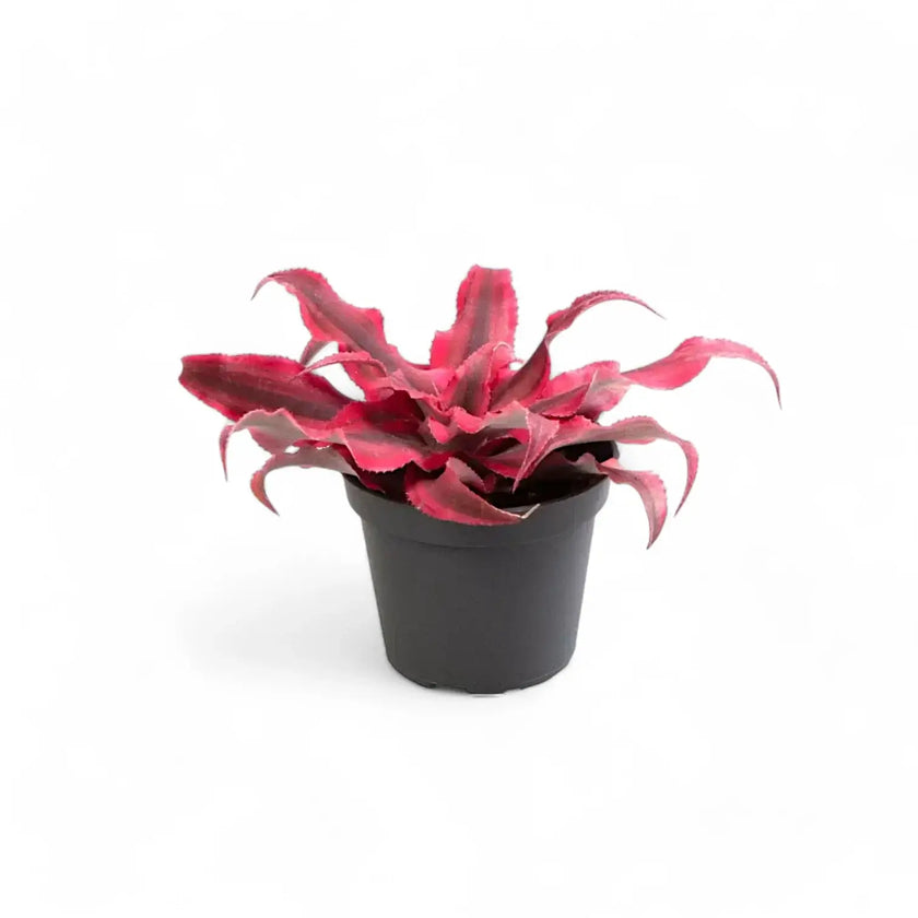 Cryptanthus bivittatus 'Super Pink' potted houseplant in nursery pot on white background, product photo 2.