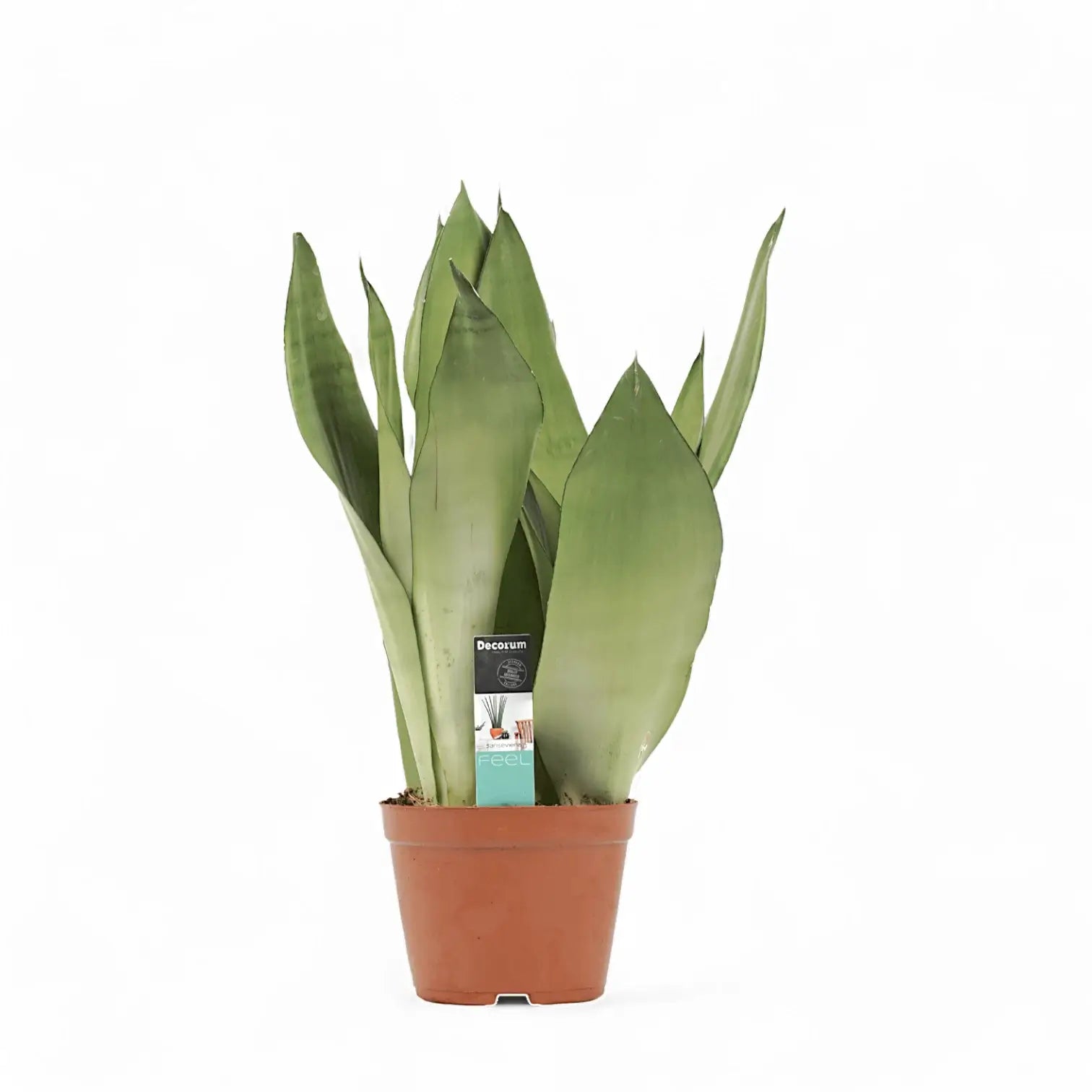 Dracaena (Sansevieria) trifasciata 'Moonshine' potted houseplant in nursery pot on white background, product photo 6.