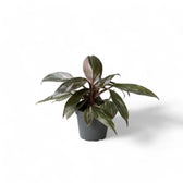 Philodendron 'Pink princess Marble' potted houseplant in nursery pot on white background, product photo 3.