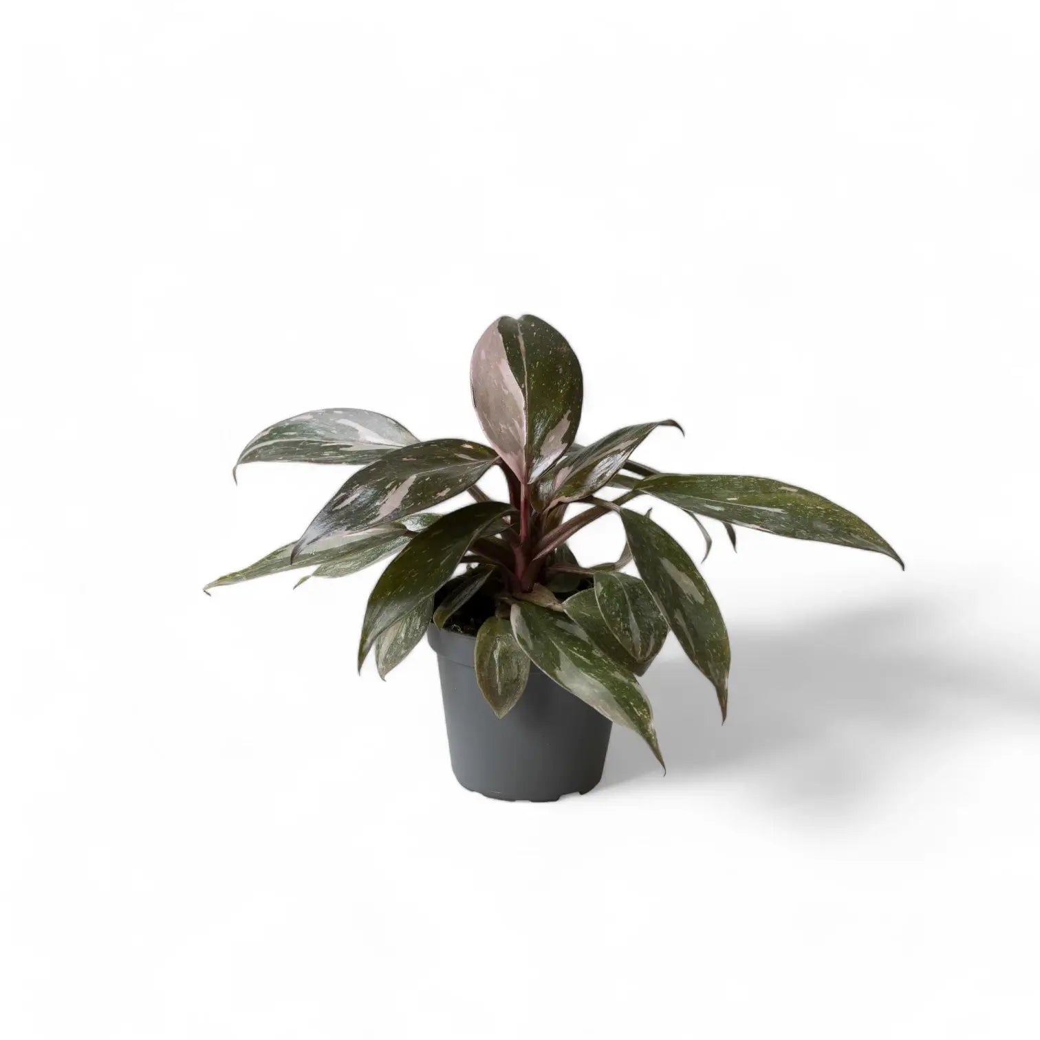 Philodendron 'Pink princess Marble' potted houseplant in nursery pot on white background, product photo 3.