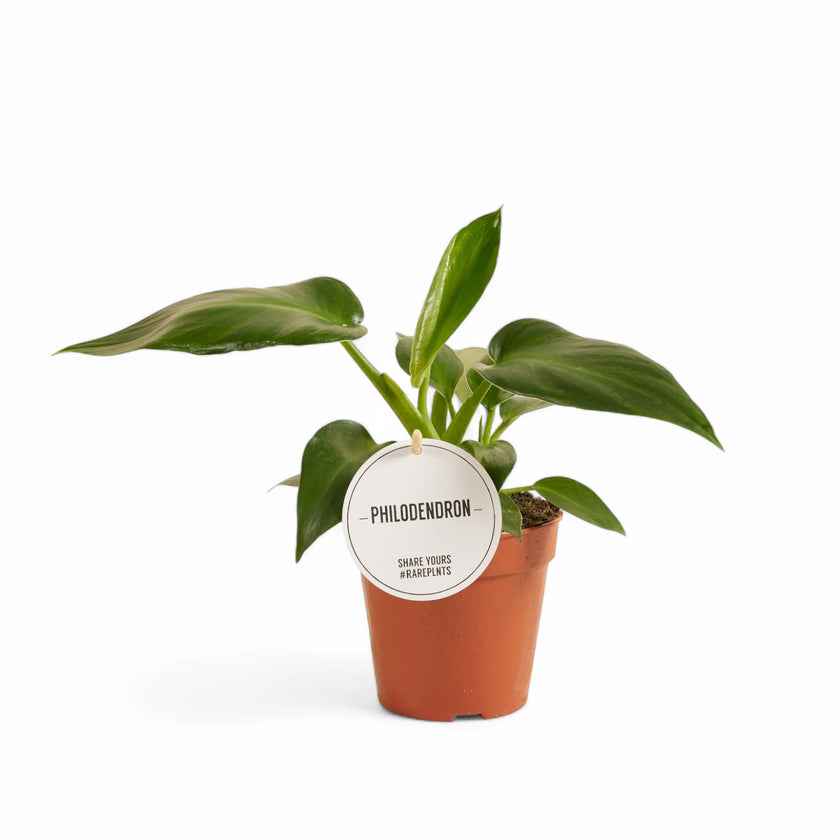 Philodendron rugosum aberrant form potted houseplant in nursery pot on white background, product photo 2.