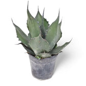 Agave salmiana var. ferox – Topfpflanze im Kulturtopf vor weißem Hintergrund, Produktfoto 3.