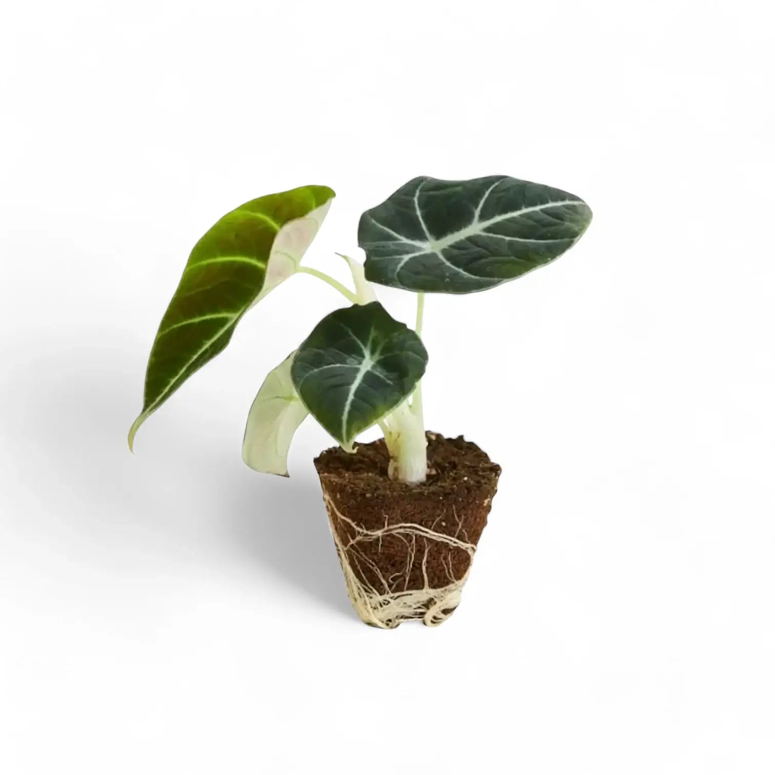 Alocasia reginula 'Black velvet' potted houseplant in nursery pot on white background, product photo 5.