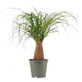 Beaucarnea recurvata – Zimmerpflanze im Kulturtopf auf weißem Hintergrund, Produktfoto 9.