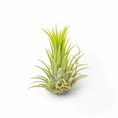 3 x Tillandsia Air Plants in Glass potted houseplant in nursery pot on white background, product photo 6.