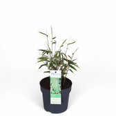 Fargesia 'Rufa' potted houseplant in nursery pot on white background, product photo 5.