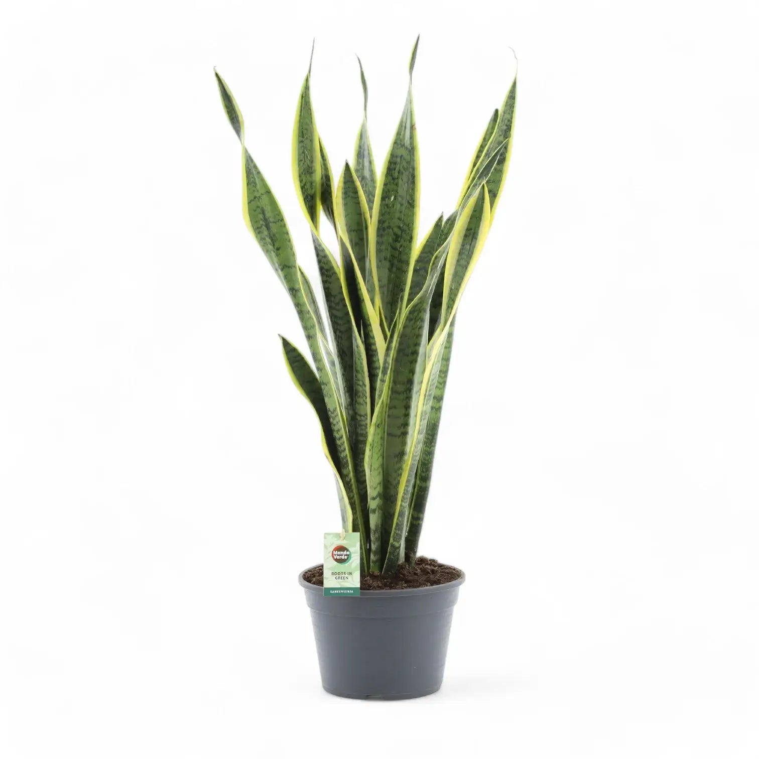 Dracaena (Sansevieria) trifasciata 'Laurentii' potted houseplant in nursery pot on white background, product photo 9.