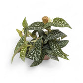 Begonia maculata 'Double Dot' potted houseplant in nursery pot on white background, product photo 2.