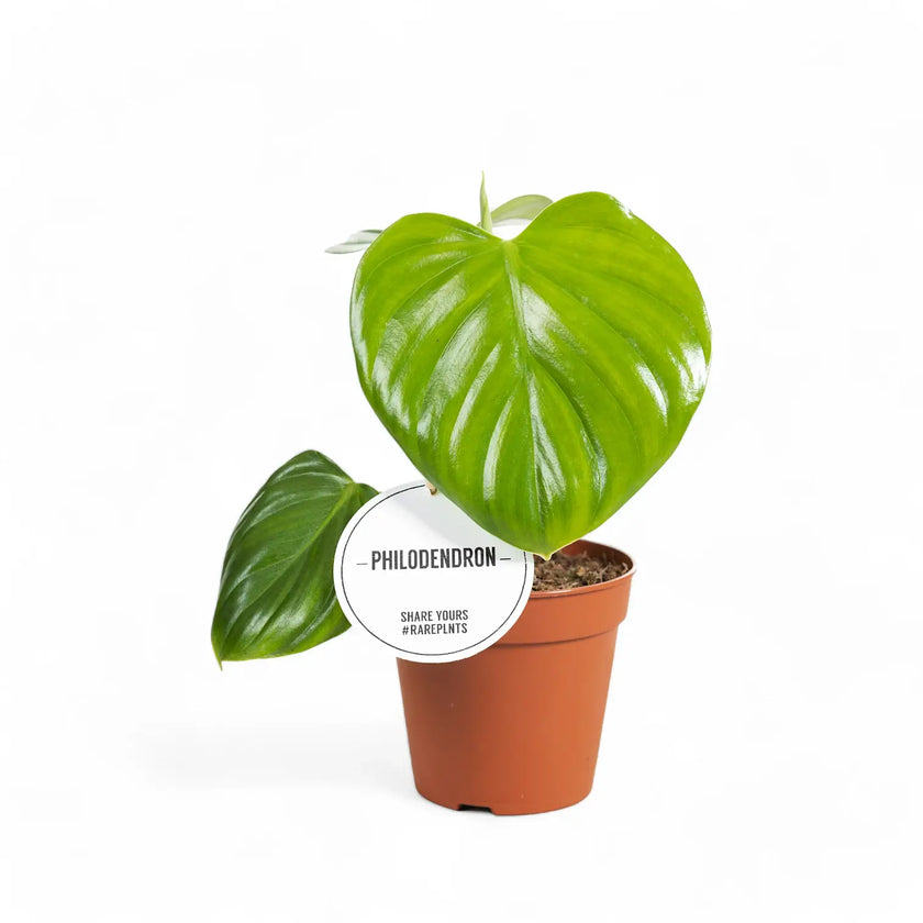 Philodendron eximium potted houseplant in nursery pot on white background, product photo 2.