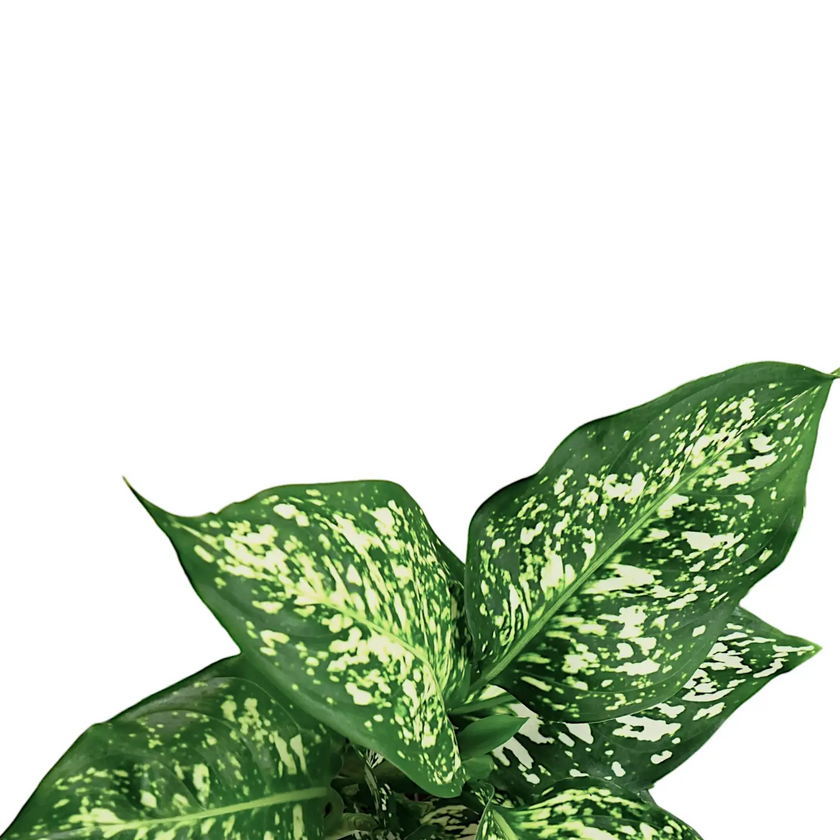 Aglaonema 'Snowflake' leaf close-up on white background.