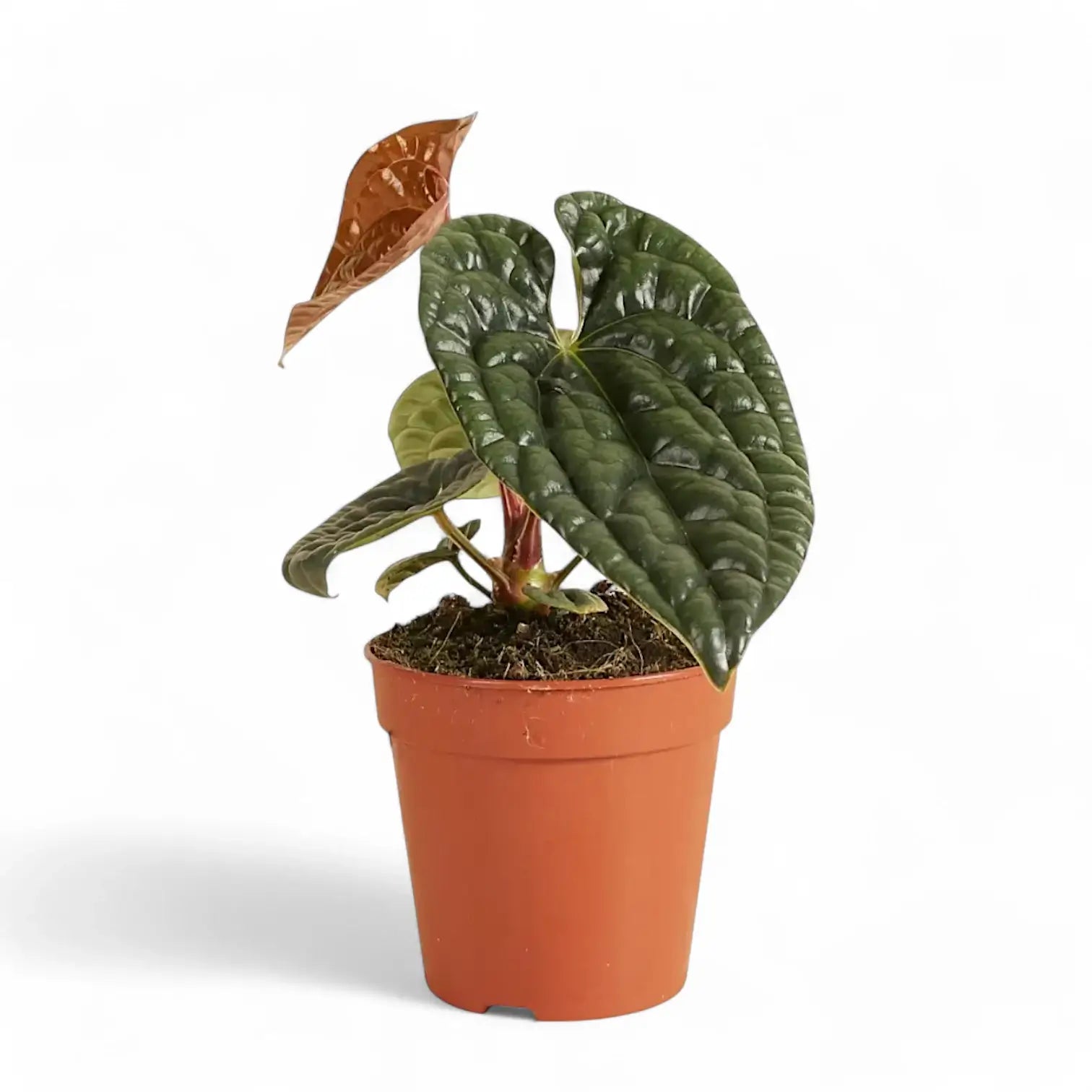 Anthurium luxurians potted houseplant in nursery pot on white background, product photo 7.