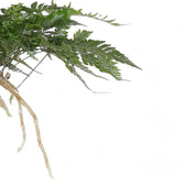 Nahaufnahme eines Wedels von Davallia tyermannii vor weißem Hintergrund.