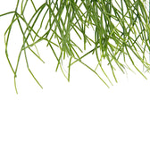 Rhipsalis baccifera leaf close-up on white background.