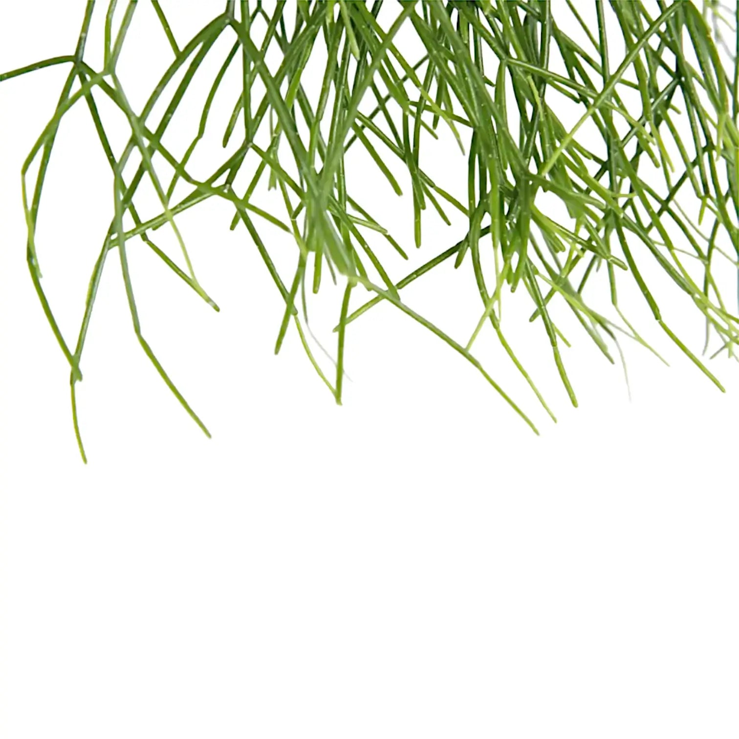 Rhipsalis baccifera leaf close-up on white background.