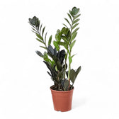 Zamioculcas zamiifolia 'Raven' potted houseplant in nursery pot on white background, product photo 6.