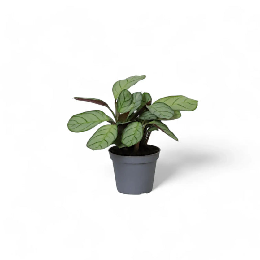 Ctenanthe burle-marxii 'Amagris' potted houseplant in nursery pot on white background, product photo 2.