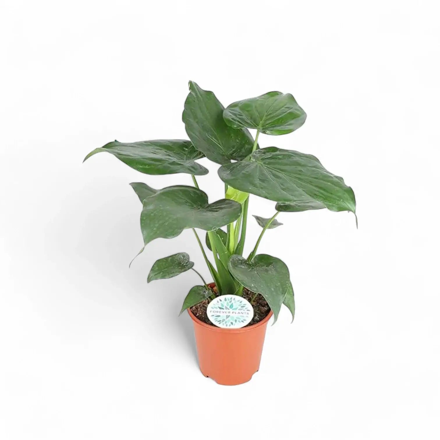 Alocasia cucullata potted houseplant in nursery pot on white background, product photo 4.