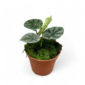 Alocasia sinuata potted houseplant in nursery pot on white background, product photo 4.