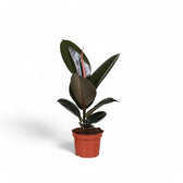 Ficus elastica 'Abidjan' potted houseplant in nursery pot on white background, product photo 5.