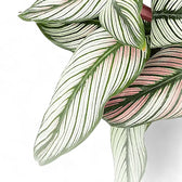 Nahaufnahme von Goeppertia (Calathea) majestica 'Whitestar' vor weißem Hintergrund.