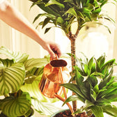 Pokon Houseplant Fertilizer Powder on white background, product photo 3.