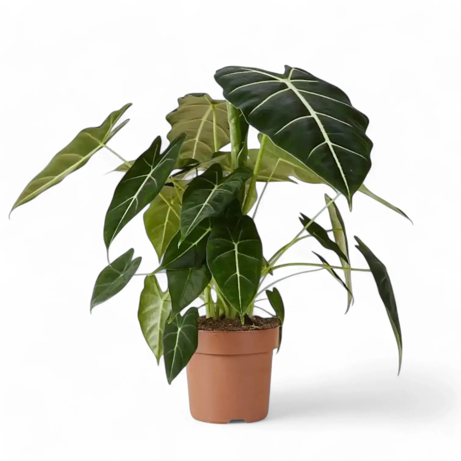 Alocasia micholitziana ‘Green velvet’ (‘Maxkowskii') potted houseplant in nursery pot on white background, product photo 13.