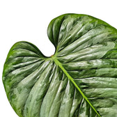 Philodendron sodiroi leaf close-up on white background.