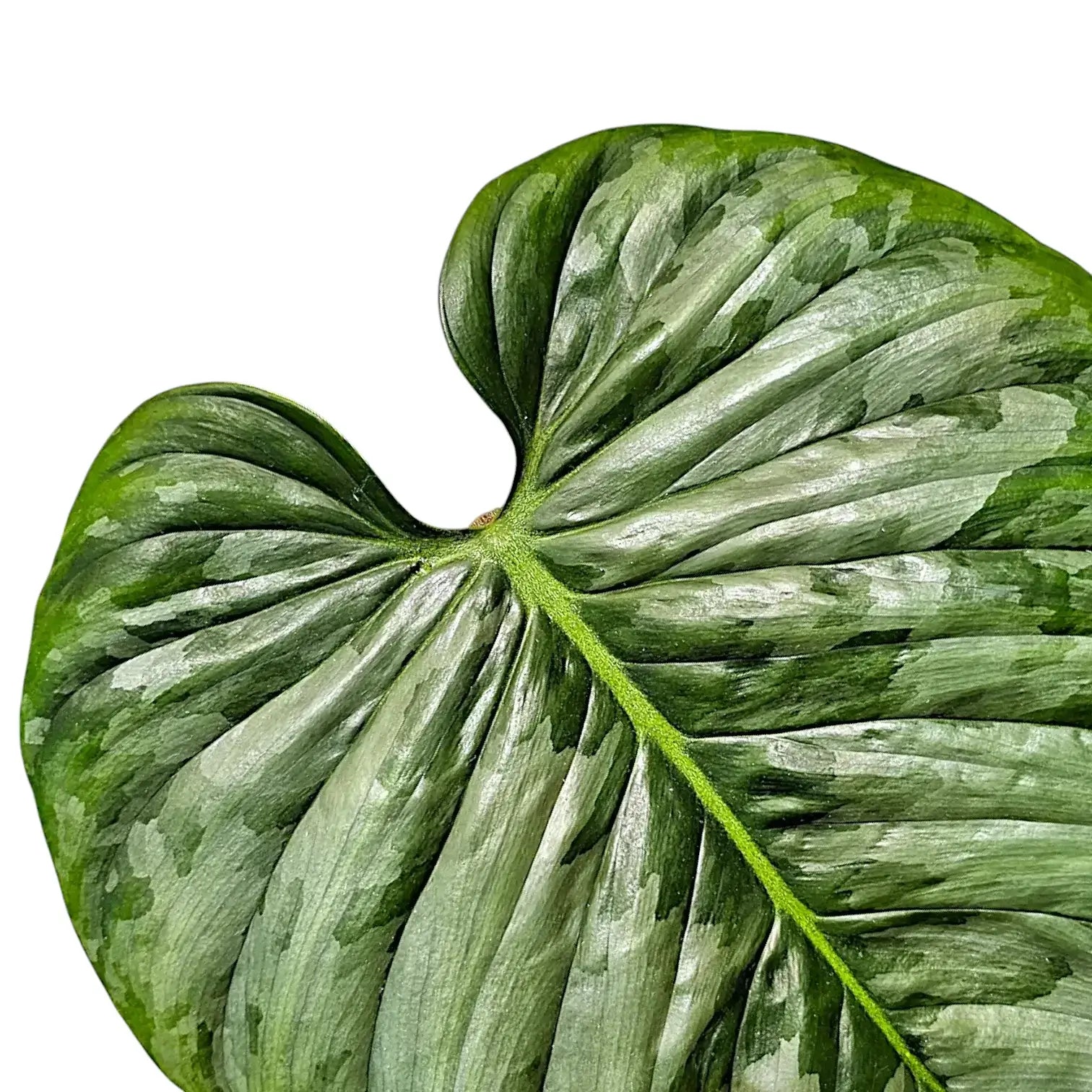 Philodendron sodiroi leaf close-up on white background.