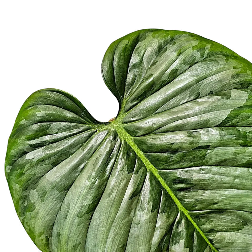 Nahaufnahme eines Blatts von Philodendron sodiroi vor weißem Hintergrund.