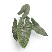 Alocasia heterophylla potted houseplant in nursery pot on white background, product photo 2.
