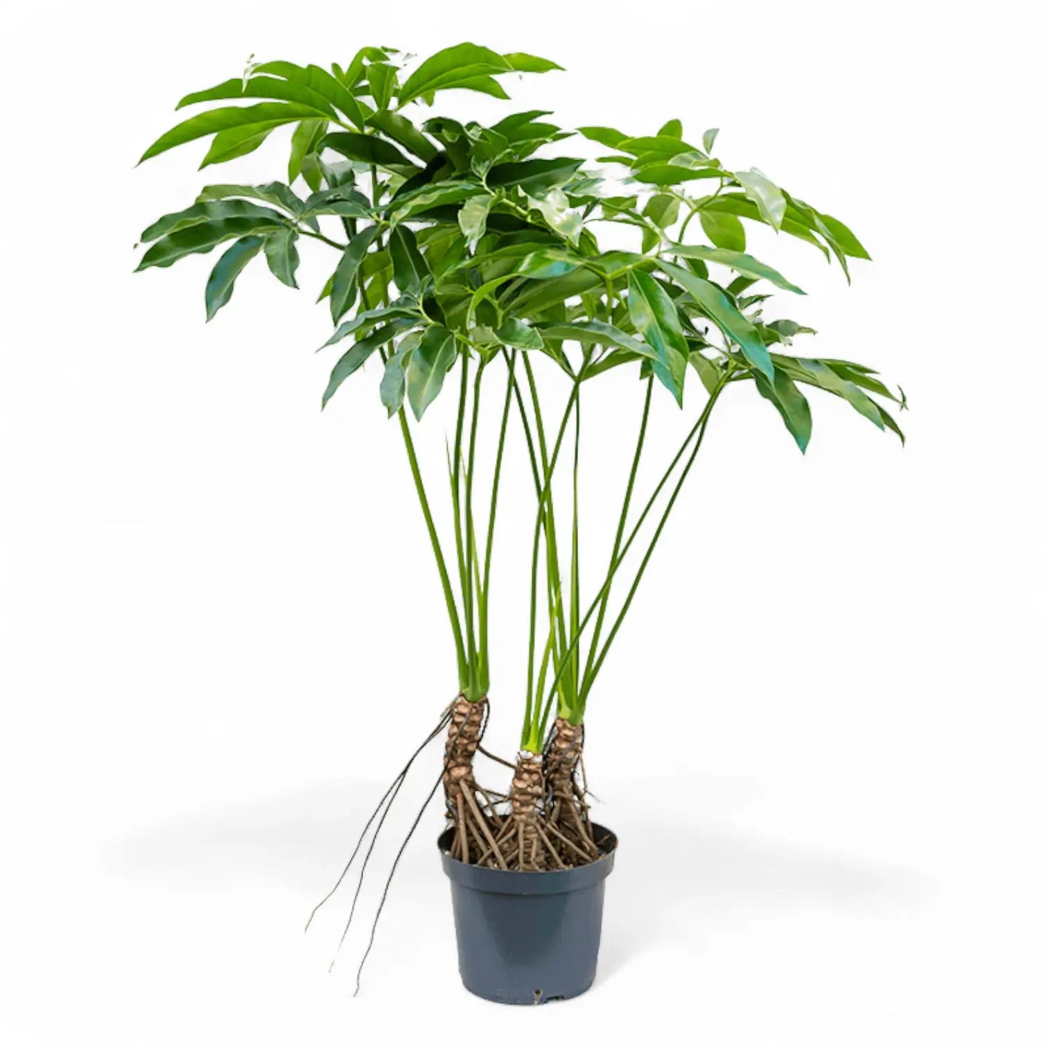 Thaumatophyllum spruceanum 'Green Wonder' ('Fun Bun') – Zimmerpflanze im Kulturtopf auf weißem Hintergrund, Produktfoto 8.