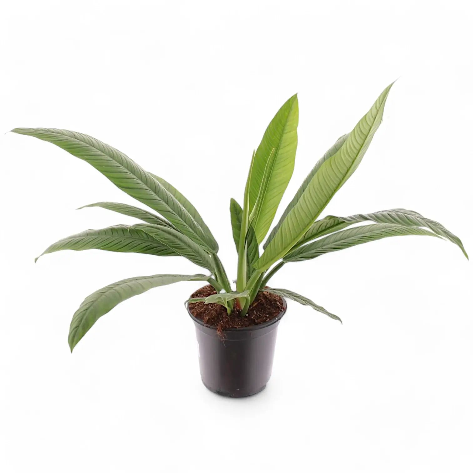 Philodendron campii 'Lynette' potted houseplant in nursery pot on white background, product photo 5.