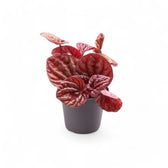 Peperomia 'Quito' potted houseplant in nursery pot on white background, product photo 2.