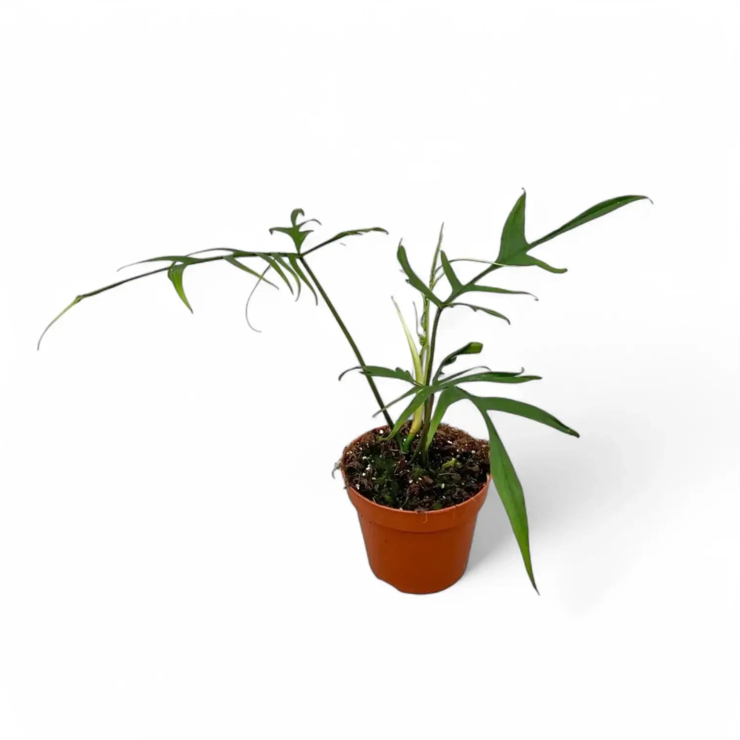 Philodendron polypodioides potted houseplant in nursery pot on white background, product photo 7.