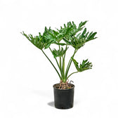 Thaumatophyllum bipinnatifidum potted houseplant in nursery pot on white background, product photo 2.