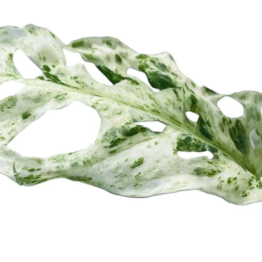 Nahaufnahme eines Blatts von Monstera adansonii 'Frozen Freckles' vor weißem Hintergrund.