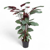 Ctenanthe oppenheimiana potted houseplant in nursery pot on white background, product photo 2.