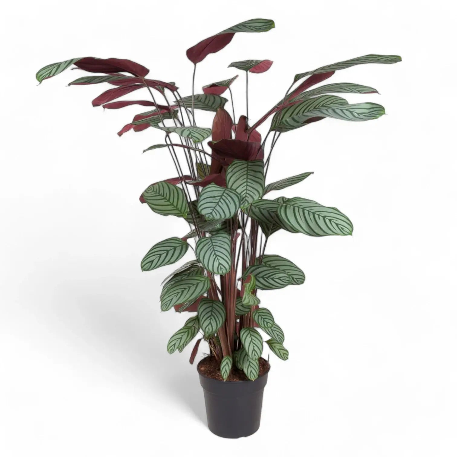 Ctenanthe oppenheimiana potted houseplant in nursery pot on white background, product photo 2.