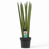 Dracaena angolensis (Sansevieria cylindrica) 'Straight' potted houseplant in nursery pot on white background, product photo 6.