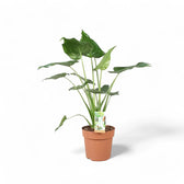 Alocasia cucullata potted houseplant in nursery pot on white background, product photo 7.