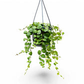 Aeschynanthus radicans ‘Pink Polka’ – Zimmerpflanze im Kulturtopf auf weißem Hintergrund, Produktfoto 4.