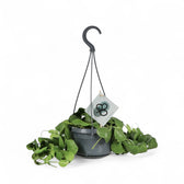 Dischidia platyphylla – Topfpflanze im Kulturtopf vor weißem Hintergrund, Produktfoto 4.