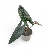 Alocasia scalprum – Topfpflanze im Kulturtopf vor weißem Hintergrund, Produktfoto 7.